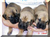 Fawn Great Dane Puppies , Fawn Great Danes for Sale , Great Dane Breeder of Fawn Pups